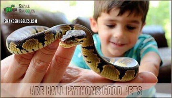 Are Ball Pythons good with kids?