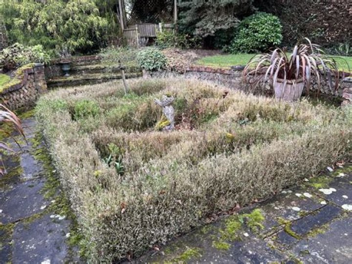 Are box hedges poisonous?