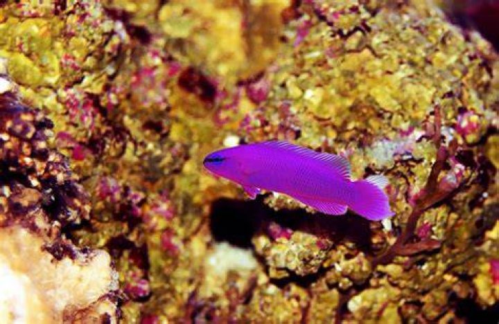 Are neon Dottyback reef safe?