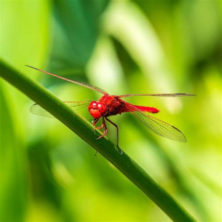 Are there red dragonflies?