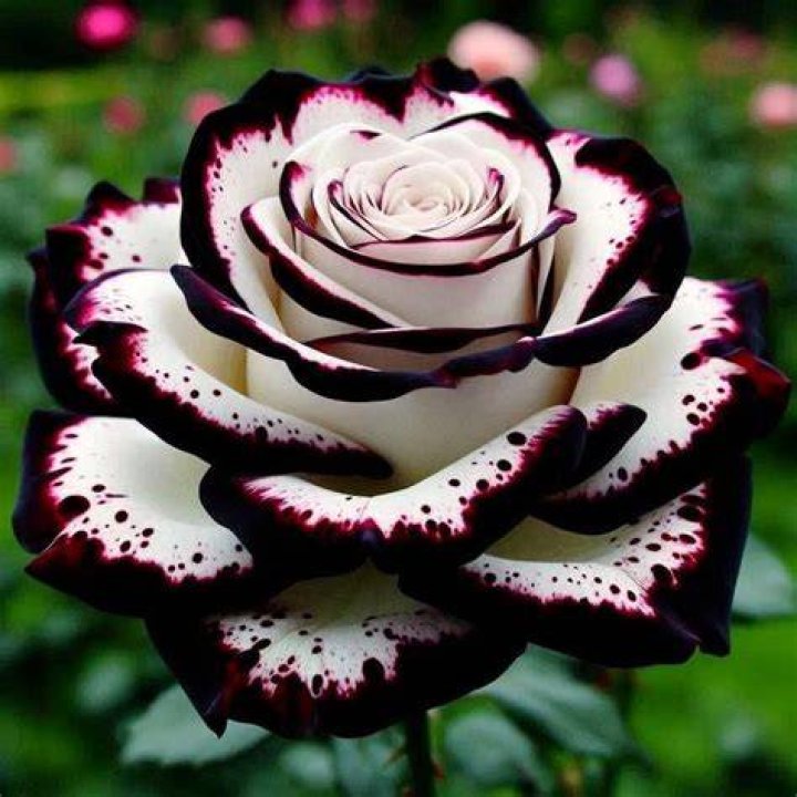 Are white roses rare?