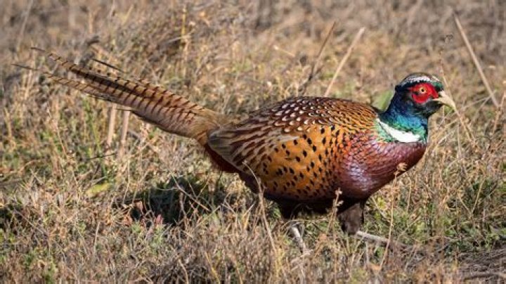 Can pheasants see at night?