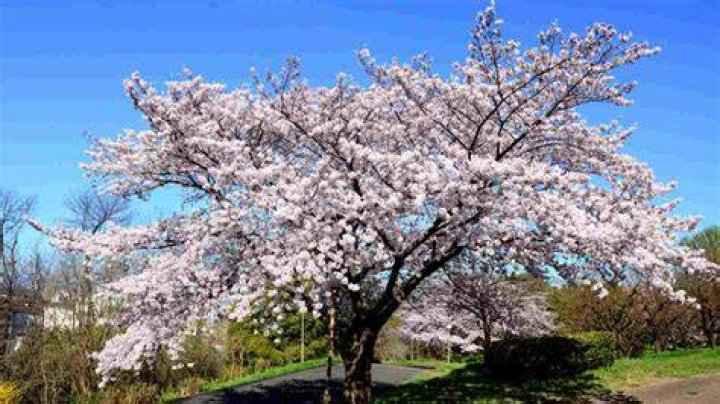 Can you over water a cherry tree?