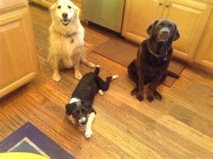 Daniel Stern Pets