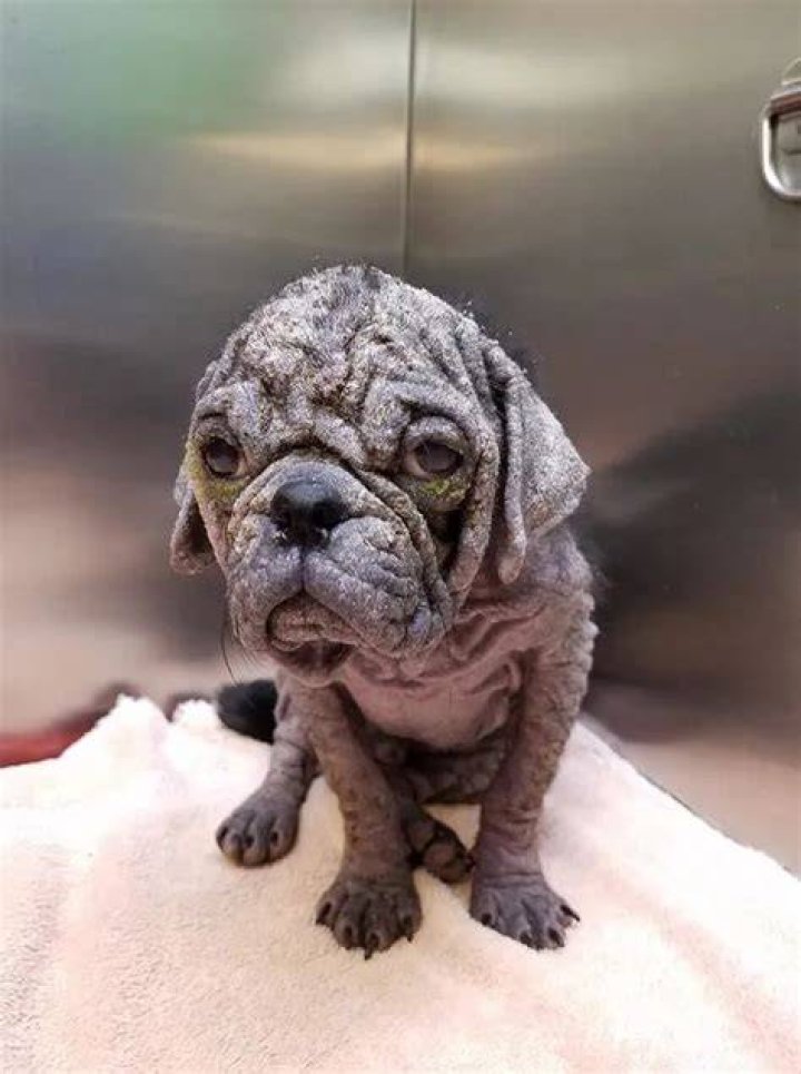 dex rescue pug