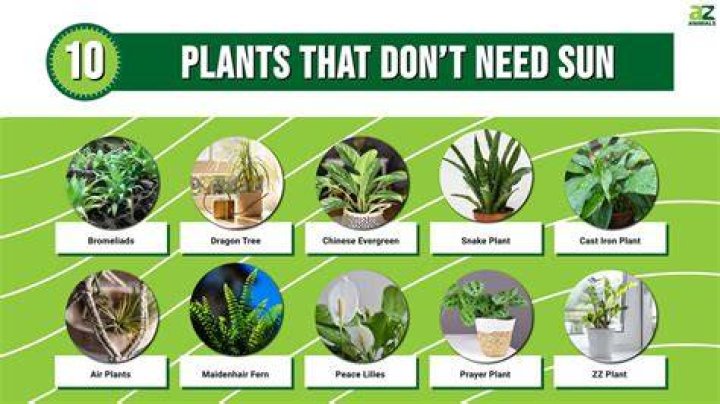 Do hen and chick plants need sun?