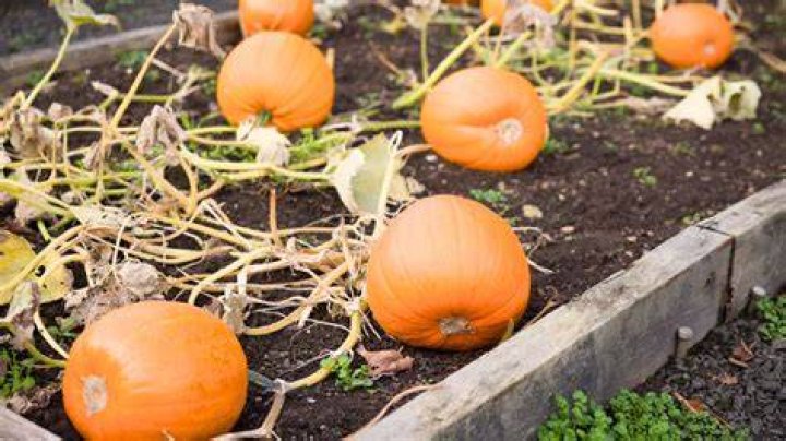 Do Pumpkins need to be pollinated?