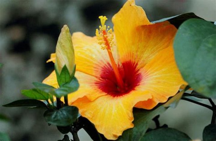 Do you cut back hibiscus in the fall?