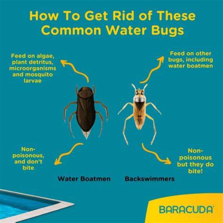 How do I keep bugs off my boat?