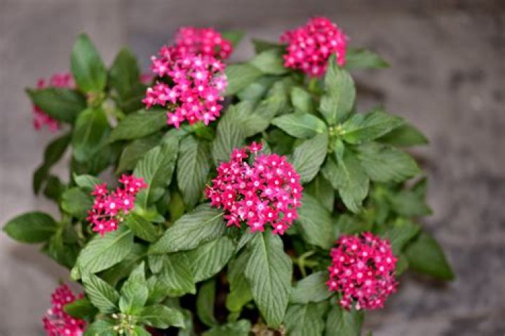 How do you care for Pentas lanceolata?