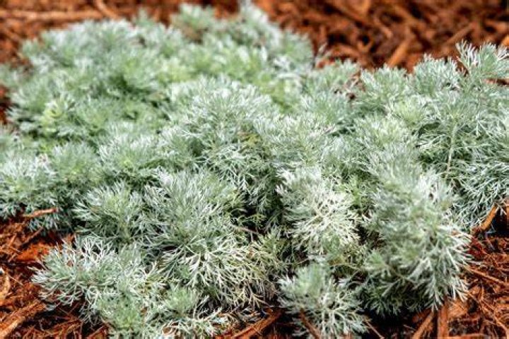 How do you cut and shape a silver mound artemisia?