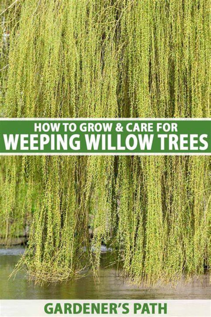 How do you draw a weeping willow?
