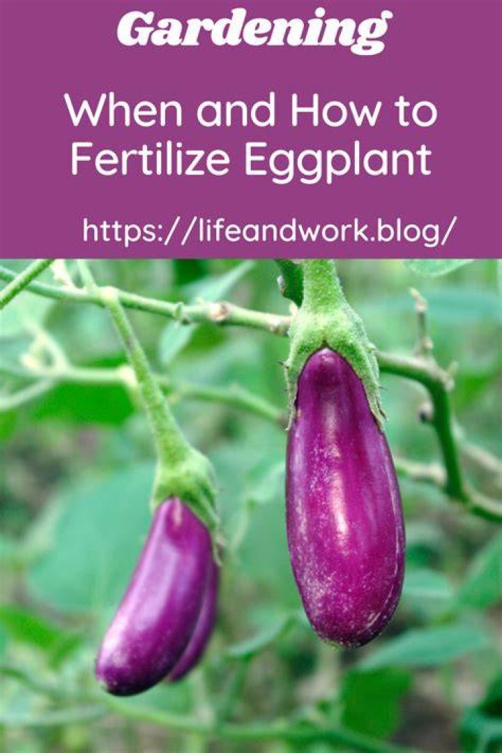 How do you fertilize eggplant?