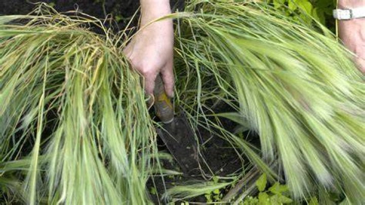 How do you kill invasive ornamental grasses?