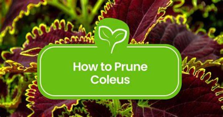 How do you prune a coleus plant?