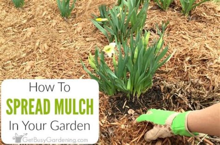 How do you spread mulch evenly?