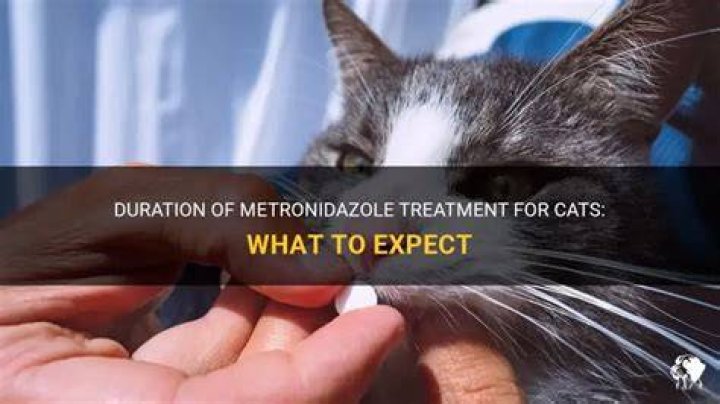 How long can a cat take metronidazole?