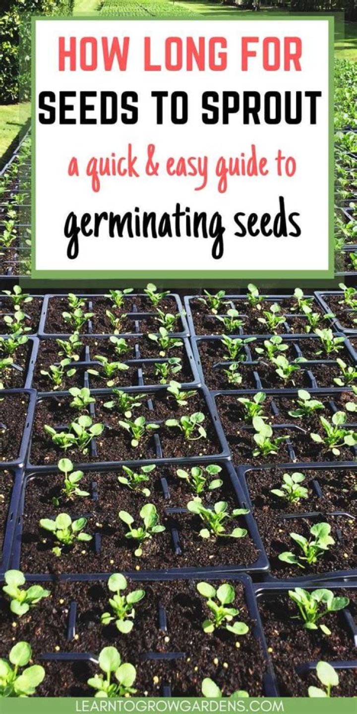 How long does it take for herbs to sprout?