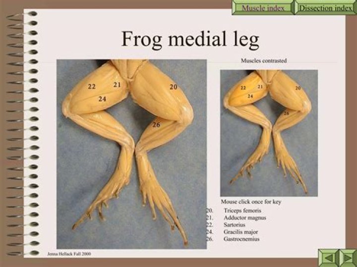 How many muscles does a frog have?