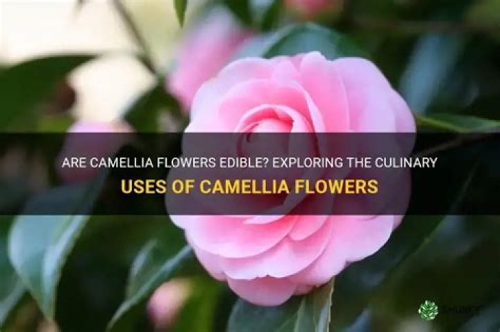 Is Camellia flower edible?