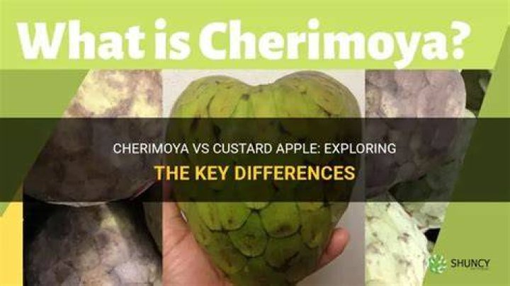 Is cherimoya same as custard apple?