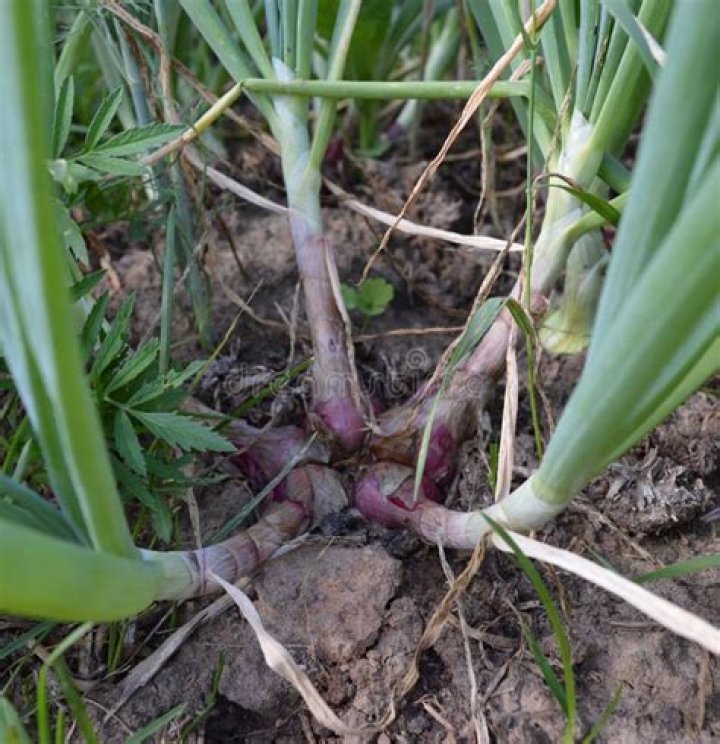 Is Onion a nightshade?