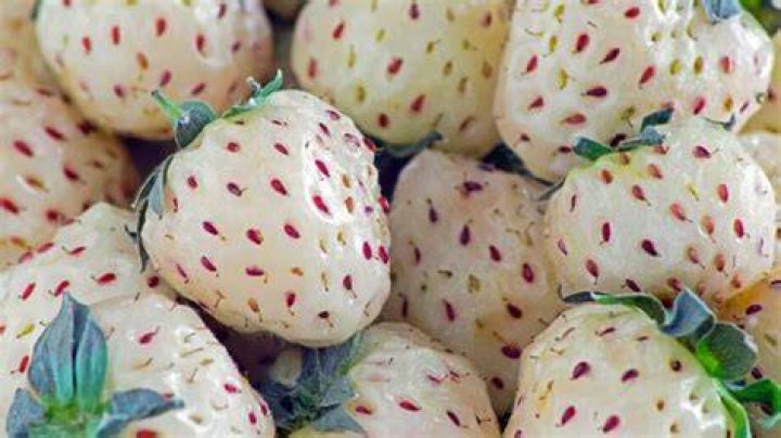 Is Pineberry a real fruit?