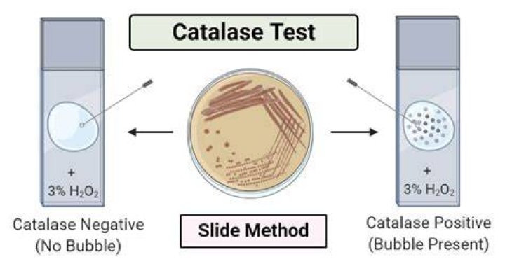 Is Staphylococcus aureus catalase positive or negative?