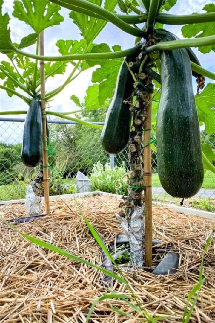 Is zucchini a climbing plant?