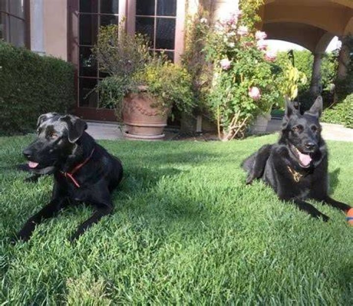 Kimora Lee Simmons Pets