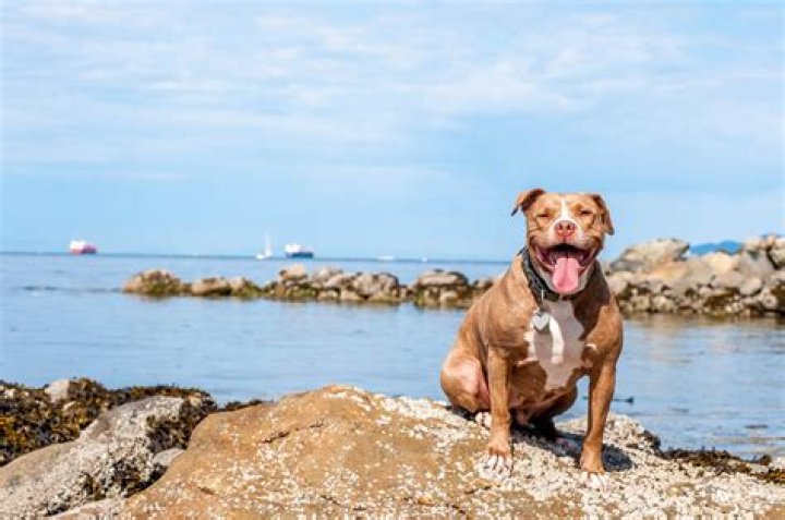 lexy_the_elderbull