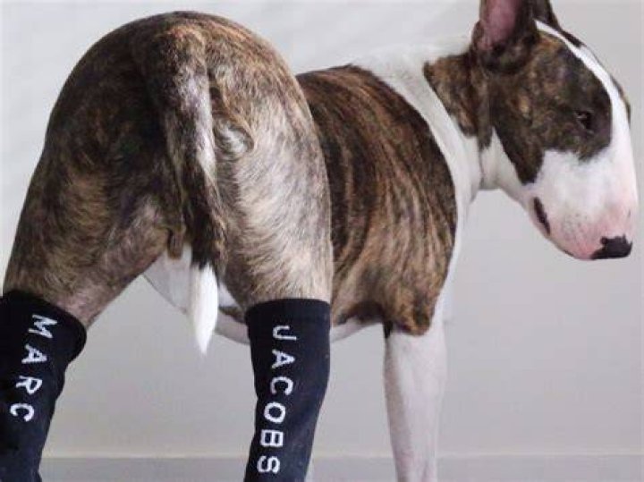 nevillejacobs