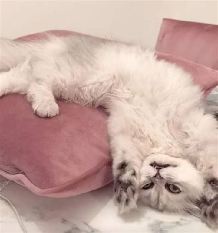 Nima Benati Pets