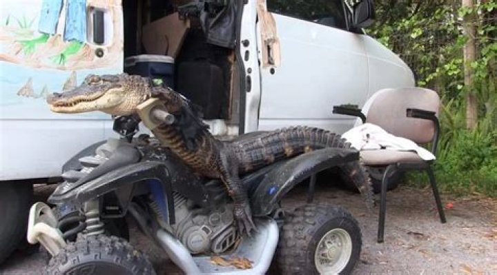 Rambo the ATV riding Alligator with owner Mary Ann Thorn in Florida