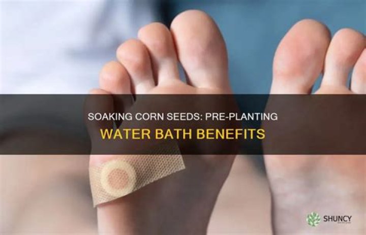 Should I soak corn seed before planting?
