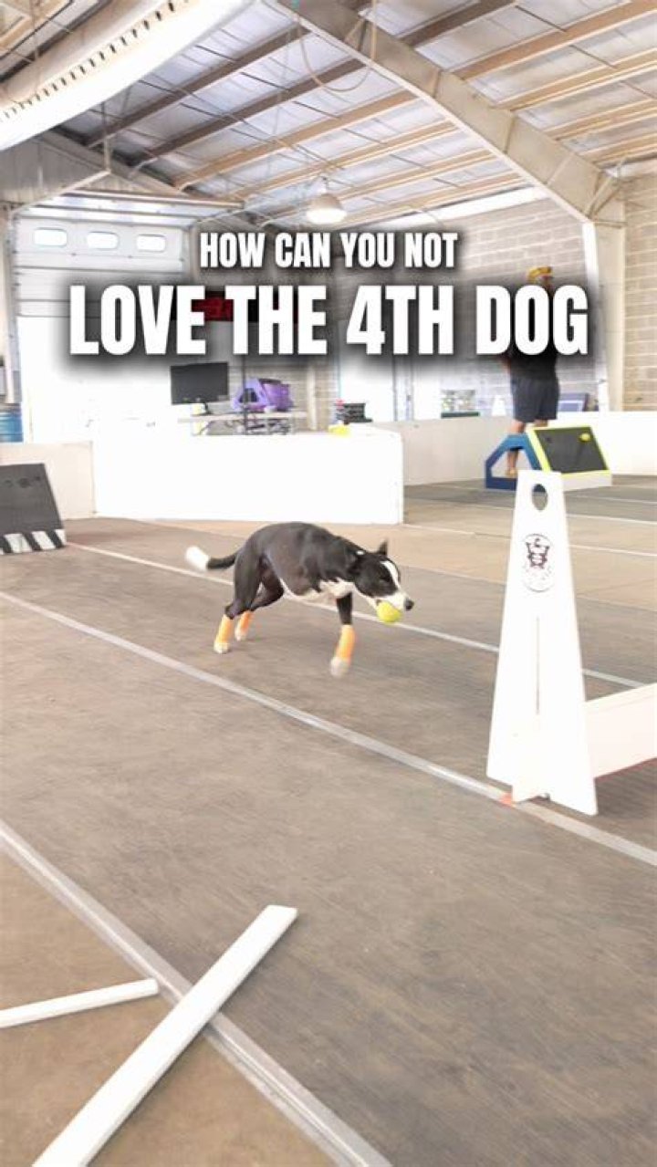 Sia&rsquo;s 4th Dog Twitter