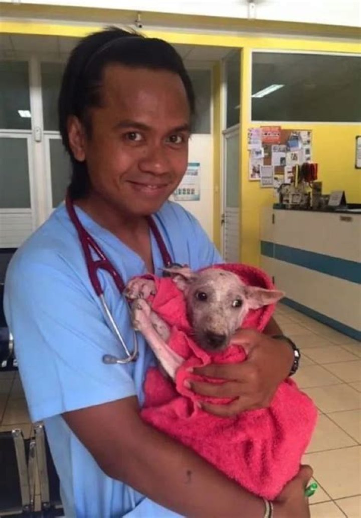 Stray sick dog risked jumping in a stranger&rsquo;s car, saving her life 2