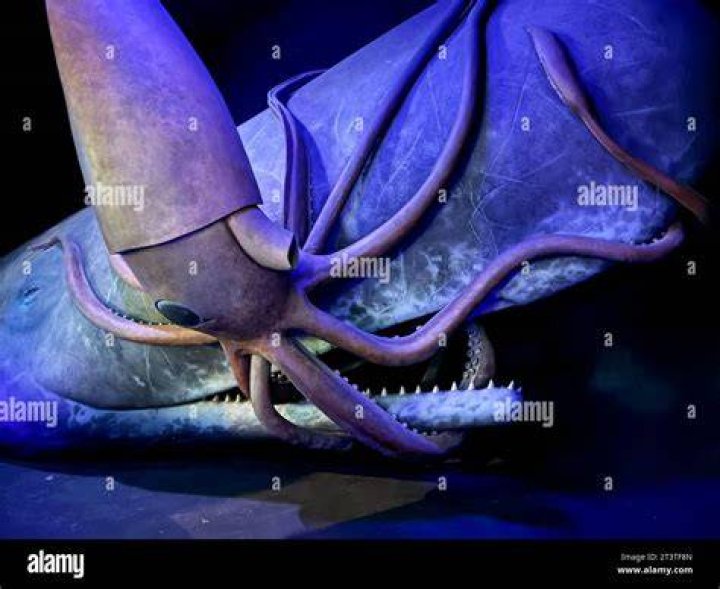 The Squid and the Whale