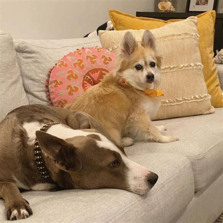 Tom Sandoval Pets