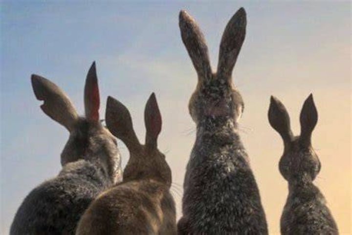 Watership Down - Cast, Ages, Trivia
