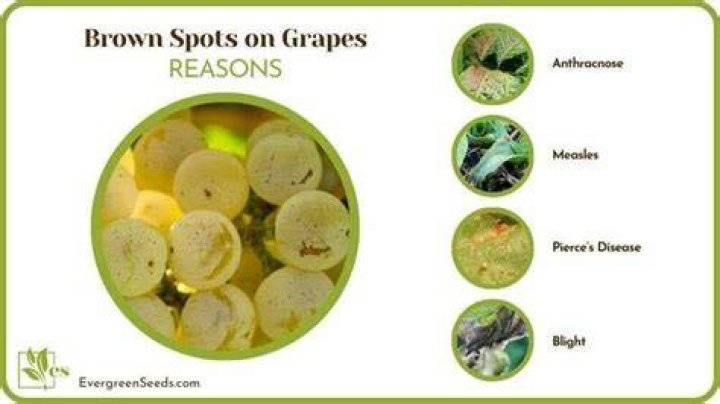 What causes brown spots on grapes?