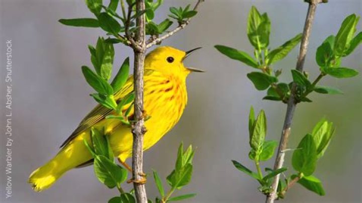 What does a yellow warbler sound like?