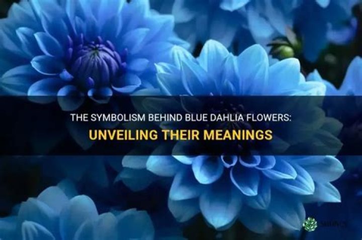 What does Blue Dahlia mean?