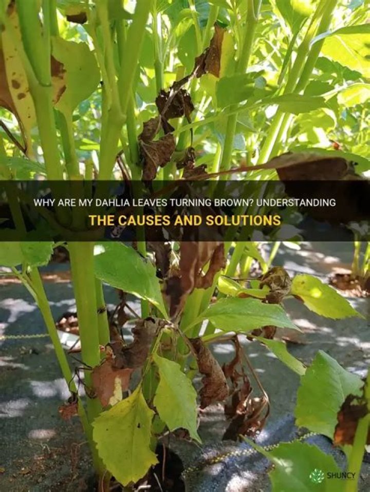 Why do dahlia leaves turn brown?