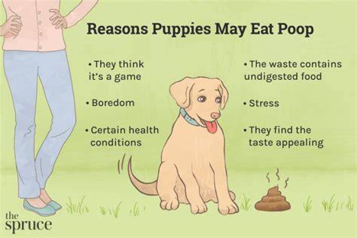 Why does my dog eat fertilizer?