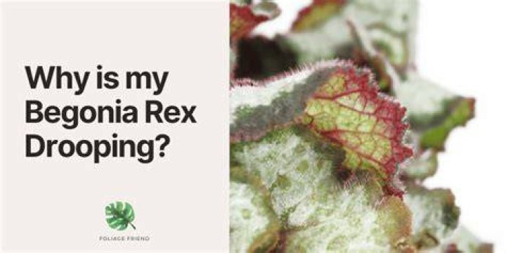Why is my begonia drooping?